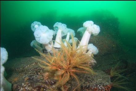 feather stars and plumose anemones 