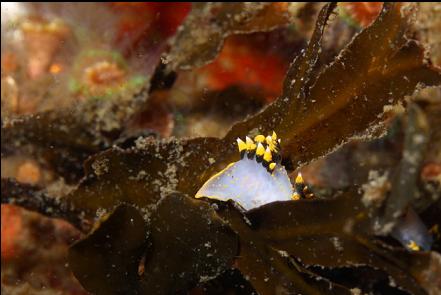 tri-colour nudibranch