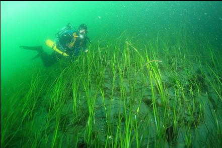 eelgrass