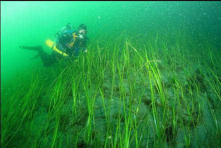 eelgrass