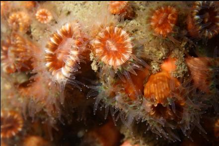 brown cup corals