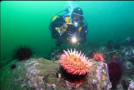 fish-eating anemone