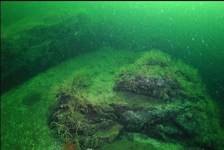 feather stars on the reef 70 feet deep