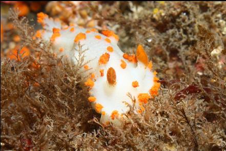 nudibranch