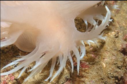 giant nudibranch