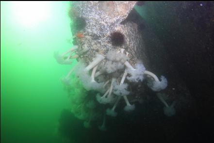 plumose anemones