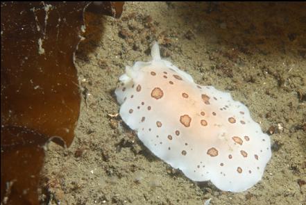 leopard dorid