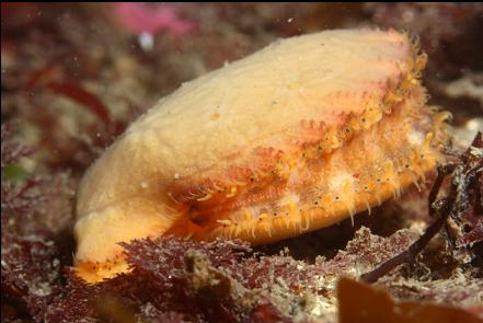 swimming scallop