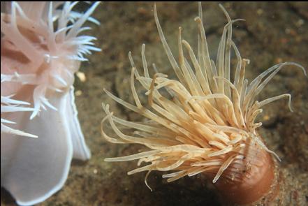 giant nudibranch hunting a tube-dwelling anemone