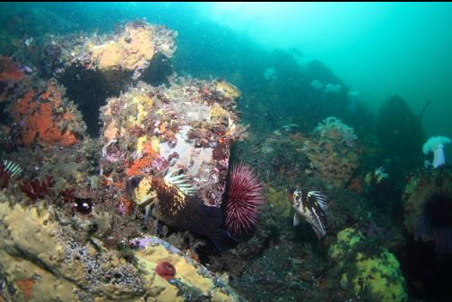 quillback and copper rockfish