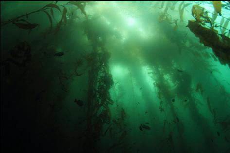 looking up in the kelp