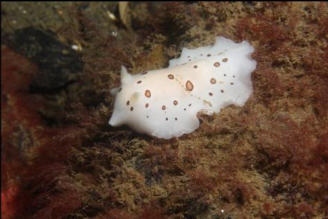 nudibranch