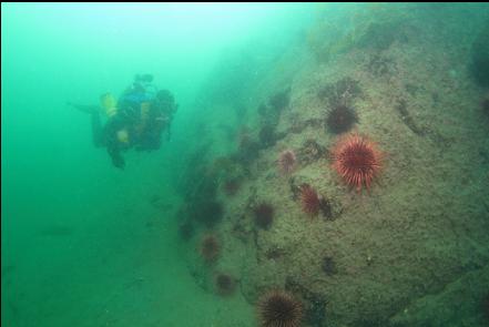 urchins on the silty wall