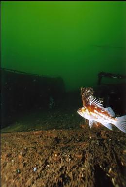 COPPER ROCKFISH