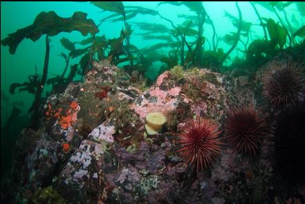 anemone and urchins