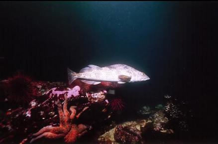 LINGCOD ON REEF