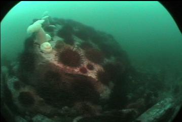 URCHINS AND ANEMONES ON BOULDER