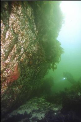 SMALL WALL IN SHALLOWS