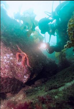 SEASTAR IN SHALLOWS