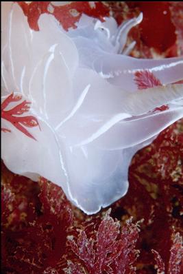 ALABASTER NUDIBRANCH