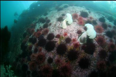 urchins and plumose anemones on side of canyon