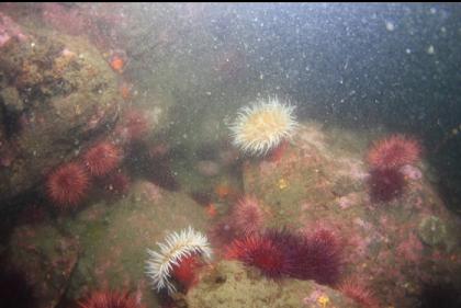 fish-eating anemones and urchins