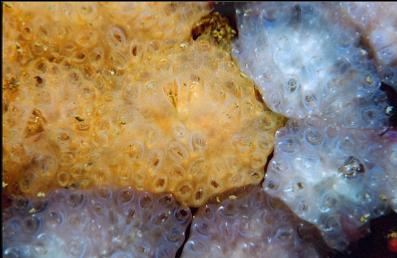 TUNICATE COLONY