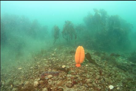 sea pen and silt sirred up by surge