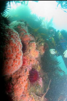 strawberry anemones