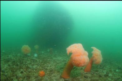 plumose anemones with wreck in background