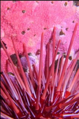 urchin and hydrocoral