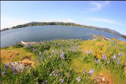 wildflowers on the point