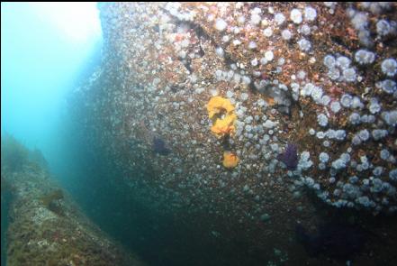 under a shallow overhang under the lighthouse