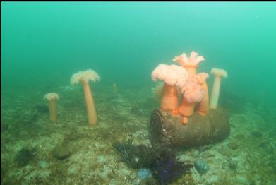 plumose anemones on cement in shape of drum