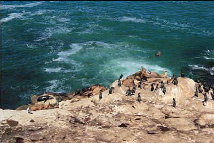 cormorants and sea lions