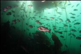 Black rockfish at Clover Point