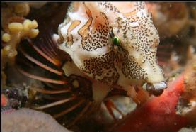 Grunt sculpin at Ten Mile Point