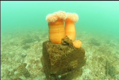 kelp crab and plumose anemones on block