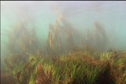 surf grass and bull kelp