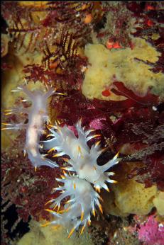 Nudibranchs in Enterprise Channel