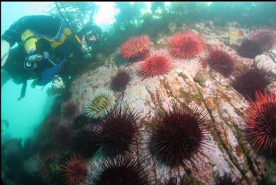 urchins and fish-eating anemones