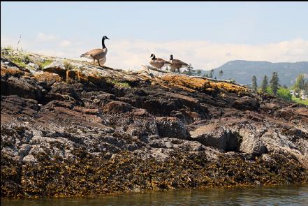 geese at the point