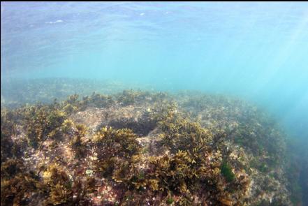 rockweed near the surface