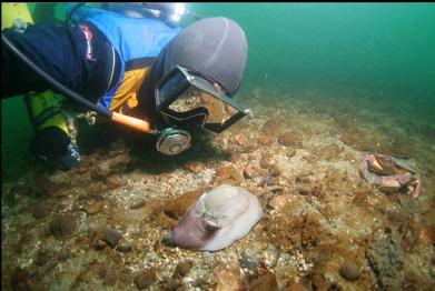 moon snail and red rock crab on right