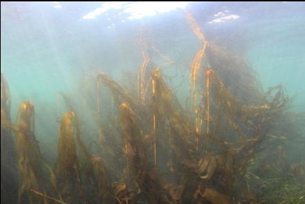 bull kelp