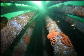 Pilings at Bamberton