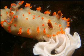 Nudibranch and eggs