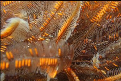 hydroids