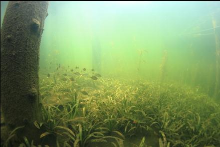 fish around pilings