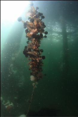 feather-duster worms